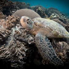 Karetám obrovským se rodí jen samice. Prsty v tom má člověk Karetám obrovským se rodí jen samice. Prsty v tom má člověk