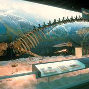 Kytovci jsou ve skutečnosti sudokopytníci, kteří v minulosti dobyli oceán Kytovci jsou ve skutečnosti sudokopytníci, kteří v minulosti dobyli oceán