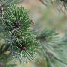 Není borovice jako borovice aneb jak požár pomůže s bojem s vetřelcem Není borovice jako borovice aneb jak požár pomůže s bojem s vetřelcem