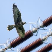 V ČR letos zahnízdilo 8 párů vzácného raroha velkého, 6 z nich si vybralo stožár vysokého napětí V ČR letos zahnízdilo 8 párů vzácného raroha velkého, 6 z nich si vybralo stožár vysokého napětí