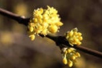 Dřín jarní - klikněte pro zobrazení detailu Dřín jarní - klikněte pro zobrazení detailu