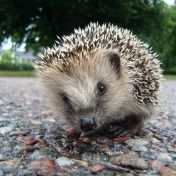 Jak se probouzejí zimní spáči Jak se probouzejí zimní spáči