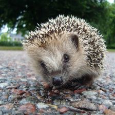 Zvířecí strategie jak přežít zimu „doma v pelechu“ Zvířecí strategie jak přežít zimu „doma v pelechu“