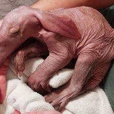 Jak ve Wroclawi zázračně zachránili malé ušaté „podzemní prasátko“ Jak ve Wroclawi zázračně zachránili malé ušaté „podzemní prasátko“