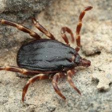 Do Česka s ptáky přiletěla exotická klíšťata, v čem jsou jiná než ta česká? Do Česka s ptáky přiletěla exotická klíšťata, v čem jsou jiná než ta česká?