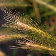GMO na poli v Česku: U Olomouce se testuje odolný ječmen, který může zajistit potravinovou bezpečnost a změnit zemědělství GMO na poli v Česku: U Olomouce se testuje odolný ječmen, který může zajistit potravinovou bezpečnost a změnit zemědělství