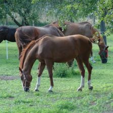 Záhada koňského řehtání vyřešena: Odhalte unikátní „vnitřní orchestr“ těchto ušlechtilých zvířat. Záhada koňského řehtání vyřešena: Odhalte unikátní „vnitřní orchestr“ těchto ušlechtilých zvířat.