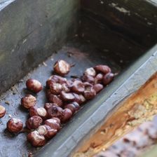 Udělejme z krmení zvěře vánoční zvyk, který opravdu pomůže Udělejme z krmení zvěře vánoční zvyk, který opravdu pomůže