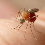 Jaké jsou výhody, nevýhody a dokonce smrtelná nebezpečí jednotlivých typů repelentů? Jaké jsou výhody, nevýhody a dokonce smrtelná nebezpečí jednotlivých typů repelentů?