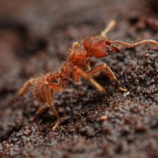 Pomohou nám mravenci se zachycováním CO2 z atmosféry a k novým stavebním materiálům? Pomohou nám mravenci se zachycováním CO2 z atmosféry a k novým stavebním materiálům?