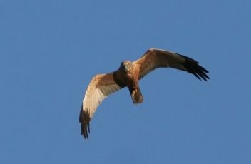 Moták pochop - klikněte pro zobrazení detailu Moták pochop - klikněte pro zobrazení detailu