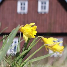 Jihoevropský narcis v mrazové kotlině na Jizerce Jihoevropský narcis v mrazové kotlině na Jizerce