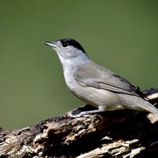 Pěnice černohlavá, pták roku 2026 a klíčový druh pro jeden vánoční symbol Pěnice černohlavá, pták roku 2026 a klíčový druh pro jeden vánoční symbol