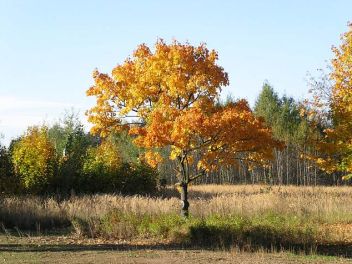 Podzim - klikněte pro zobrazení detailu Podzim - klikněte pro zobrazení detailu