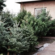 Proč jedle neopadá a smrk je historicky králem českých Vánoc? Proč jedle neopadá a smrk je historicky králem českých Vánoc?