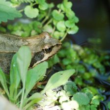 Proč vlastně zachraňujeme žáby? Proč vlastně zachraňujeme žáby?