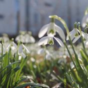 Mezi ledem a prvním lístkem aneb jak naše tělo prožívá předjaří Mezi ledem a prvním lístkem aneb jak naše tělo prožívá předjaří