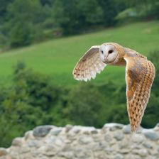Sova, biomechanický zázrak přírody Sova, biomechanický zázrak přírody
