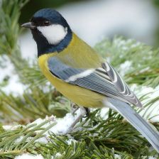 Jak sýkora nebo lejsek přichází o potravu pro mláďata Jak sýkora nebo lejsek přichází o potravu pro mláďata