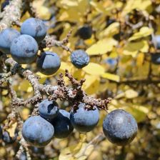 Trnka obecná – divoká příbuzná švestce s řadou léčivých účinků Trnka obecná – divoká příbuzná švestce s řadou léčivých účinků