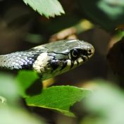 Jak se hadi svlékají z kůže a proč jsou při tom skoro slepí Jak se hadi svlékají z kůže a proč jsou při tom skoro slepí