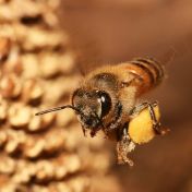 Pomohou včelaři přesvědčit Igora Červeného, aby řešil ochranu přírody nebo šlo o beewashing? Pomohou včelaři přesvědčit Igora Červeného, aby řešil ochranu přírody nebo šlo o beewashing?