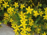 Třezalka tečkovaná (Hypericum perforatum) jako bylinka Třezalka tečkovaná (Hypericum perforatum) jako bylinka: Třezalka tečkovaná je jednou z léčivých rostlin,…