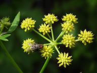Libeček lékařský – české maggi Libeček lékařský – české maggi: Jak už název napovídá, libeček je nezastupitelným…