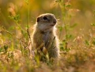 Sysel ve Vlašimi? Sysel ve Vlašimi?: Tisková zpráva ze dne 11. 6. 2015
Znáte sysla…