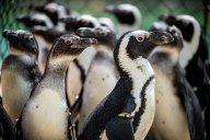 Tučňáci v Africe?: Tučňáci jsou typičtí zejména pro jižnější…