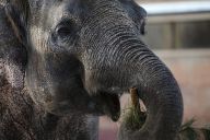 Kde končí vánoční stromky Kde končí vánoční stromky : Většina lidí odstrojila svůj vánoční stromek podle…