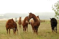 Elektrické ohradníky české značky fencee - bezpečná ochrana vašich zvířat i pozemků Elektrické ohradníky české značky fencee - bezpečná ochrana vašich zvířat i pozemků : Chcete chránit své pozemky, úrodu nebo svá zvířata?…