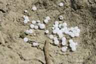 Odpadní voda – Hnojivá závlaha pro zemědělce? Odpadní voda – Hnojivá závlaha pro zemědělce?: Ve svém díle „Die Chemie in ihrer Anwendung auf…