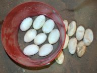 Světová rekordmanka Aranka bude mít další dráčata Světová rekordmanka Aranka bude mít další dráčata: Samička varana komodského Aranka ze Zoo Praha je…