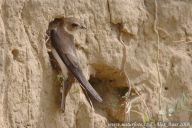 Calla pomáhá břehulím udržet si náhradní bydlení Calla pomáhá břehulím udržet si náhradní bydlení: Často věnujeme více pozornosti exotickým druhům, na…