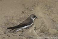 Břehule říční – Riparia riparia Břehule říční – Riparia riparia: Břehule říční patří do ptačí říše. V roce 2013 jí…