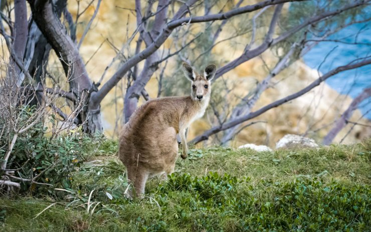 zobrazit detail snímku: Australská fauna - Klokan