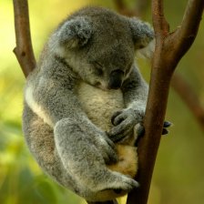 Australská fauna - Koala