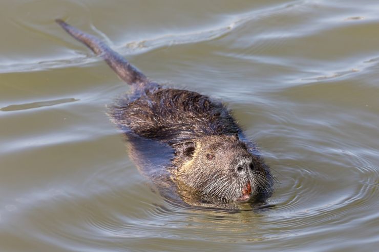 zobrazit detail snímku: Nutrie říční