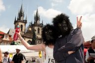 Pražané budou opět zachraňovat gorily Pražané budou opět zachraňovat gorily: Již počtvrté se v sobotu 15. června stovky zájemců o…