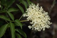 Bez černý jako bylinka Bez černý jako bylinka: Právě teď je ideální čas na to vyrazit do přírody a…