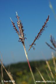 Vousatka prstnatá - Bothriochloa ischaemum Vousatka prstnatá - Bothriochloa ischaemum: Vousatku prstnatou můžeme zaslechnout či vidět také…