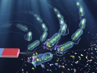 Budeme odstraňovat mikroplasty z vody pomocí robotických bakterií a magnetu? Budeme odstraňovat mikroplasty z vody pomocí robotických bakterií a magnetu?: Čeští vědci z VŠB-TUO přišli s velmi zajímavým…