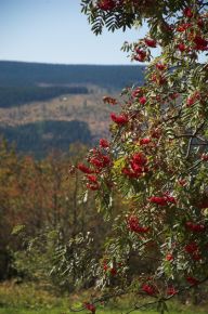 Babí léto Babí léto: Babím létem označujeme nejen končící léto, ale i…