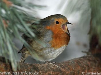 Červenka obecná - klikněte pro zobrazení detailu Červenka obecná - klikněte pro zobrazení detailu
