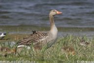 Husa velká - Anser anser Husa velká - Anser anser: Husa velká je divokou formou naší husy domácí.…