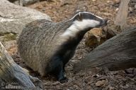 Jezevec lesní - Meles meles Jezevec lesní - Meles meles: Vzpomínám si na jeden loňský hon. Pustili jsme do…