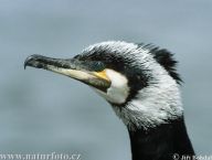 Kormorán velký - Phalacrocorax carbo Kormorán velký - Phalacrocorax carbo : Kormorán velký je nejčastěji se vyskytujícím druhem…