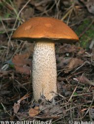 Křemenáč osikový - Leccinum aurantiacum Křemenáč osikový - Leccinum aurantiacum: Tenhle nádherný kluk se nám chlubí svou červenou…