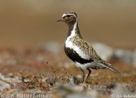 Kulík Zlatý - Pluvialis apricaria Kulík Zlatý - Pluvialis apricaria: Žalostně znějící volání kulíka zlatého je pro…